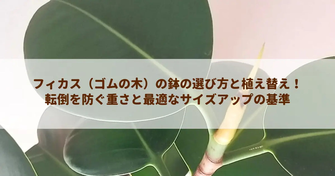 フィカス（ゴムの木）の鉢の選び方と植え替え！転倒を防ぐ重さと最適なサイズアップの基準