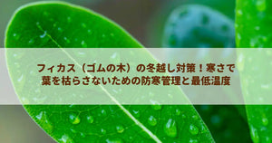 フィカス（ゴムの木）の冬越し対策！寒さで葉を枯らさないための防寒管理と最低温度
