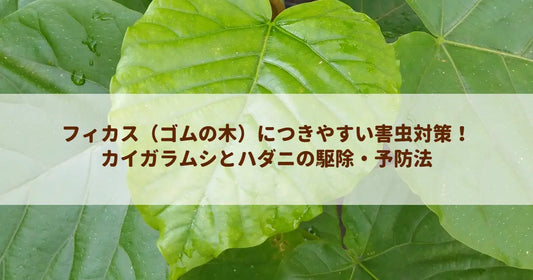 フィカス（ゴムの木）につきやすい害虫対策！カイガラムシとハダニの駆除・予防法