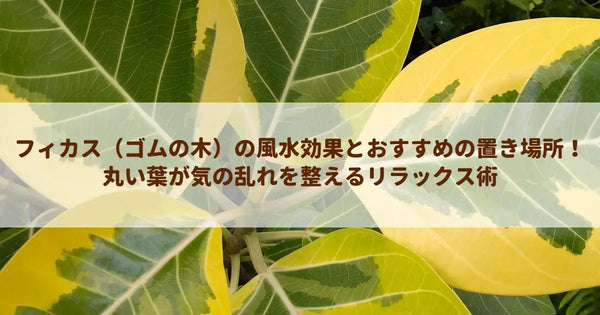 フィカス（ゴムの木）の風水効果とおすすめの置き場所！丸い葉が気の乱れを整えるリラックス術