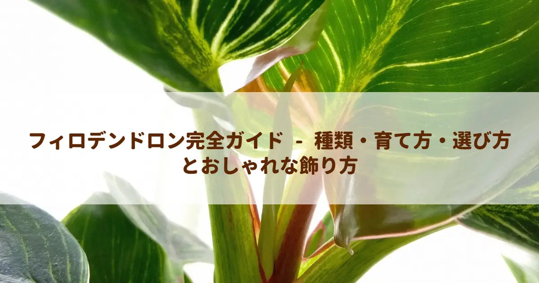 フィロデンドロン完全ガイド - 種類・育て方・選び方とおしゃれな飾り方