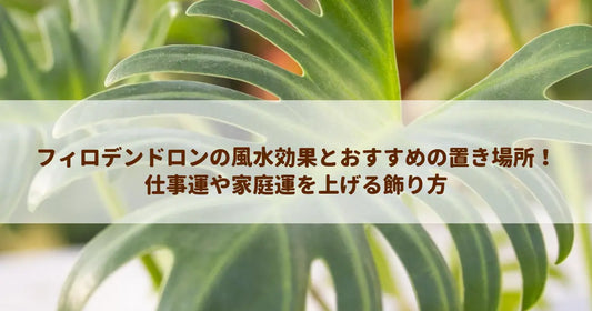 フィロデンドロンの風水効果とおすすめの置き場所！仕事運や家庭運を上げる飾り方