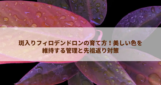 斑入りフィロデンドロンの育て方！美しい色を維持する管理と先祖返り対策
