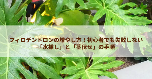 フィロデンドロンの増やし方！初心者でも失敗しない「水挿し」と「茎伏せ」の手順