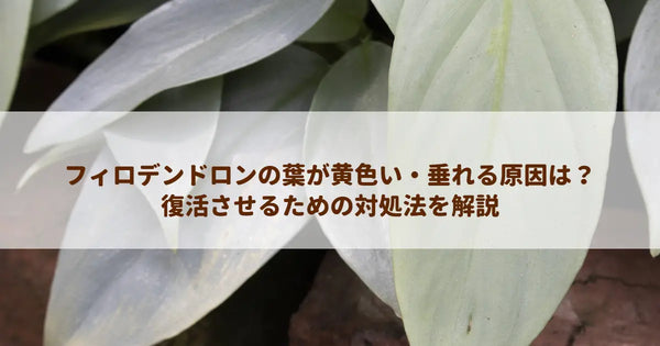 フィロデンドロンの葉が黄色い・垂れる原因は？復活させるための対処法を解説