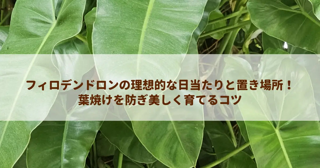 フィロデンドロンの理想的な日当たりと置き場所！葉焼けを防ぎ美しく育てるコツ