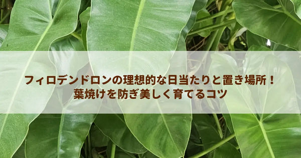 フィロデンドロンの理想的な日当たりと置き場所！葉焼けを防ぎ美しく育てるコツ