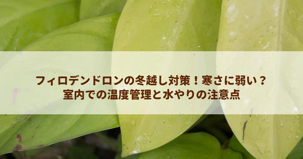 フィロデンドロンの冬越し対策！寒さに弱い？室内での温度管理と水やりの注意点