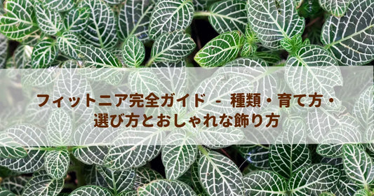 フィットニア完全ガイド - 種類・育て方・選び方とおしゃれな飾り方