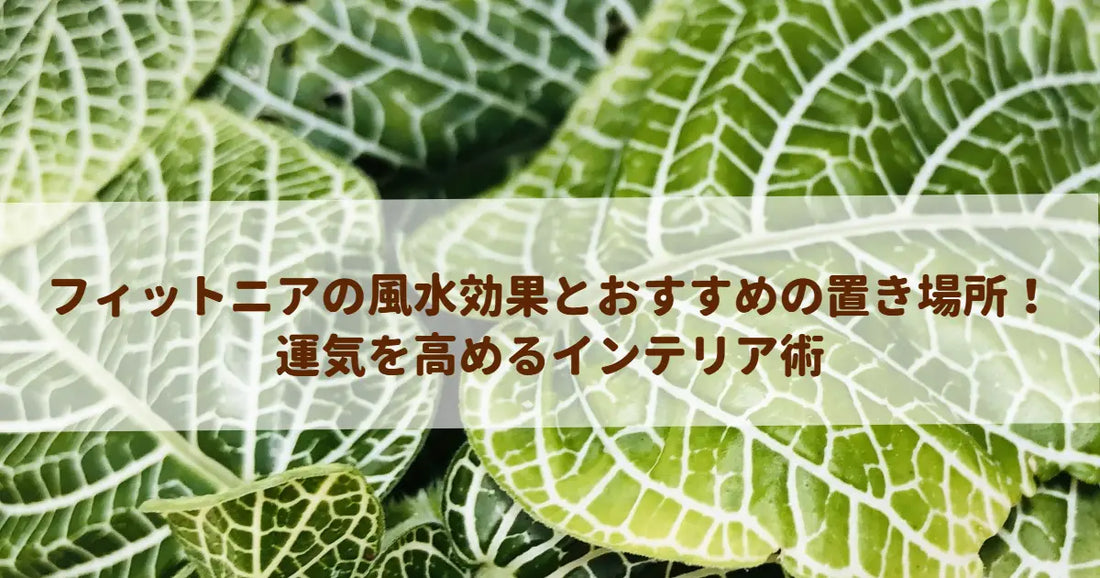 フィットニアの風水効果とおすすめの置き場所！運気を高めるインテリア術