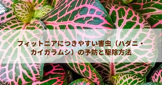 フィットニアにつきやすい害虫（ハダニ・カイガラムシ）の予防と駆除方法