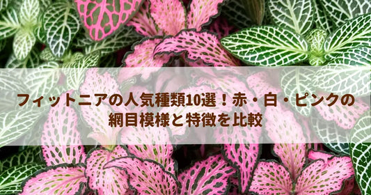 フィットニアの人気種類10選！赤・白・ピンクの網目模様と特徴を比較