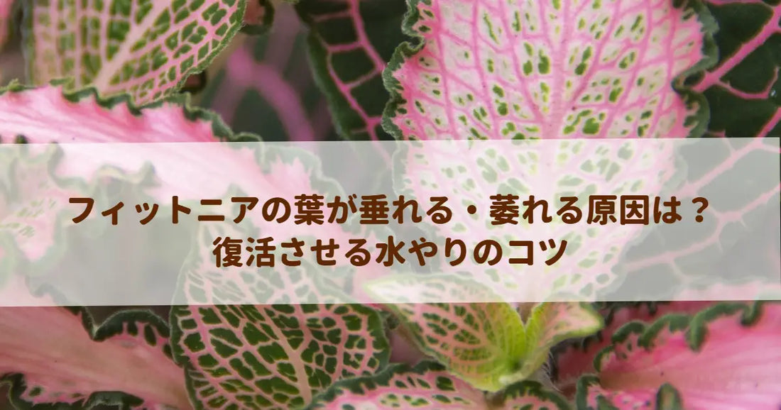 フィットニアの葉が垂れる・萎れる原因は？復活させる水やりのコツ