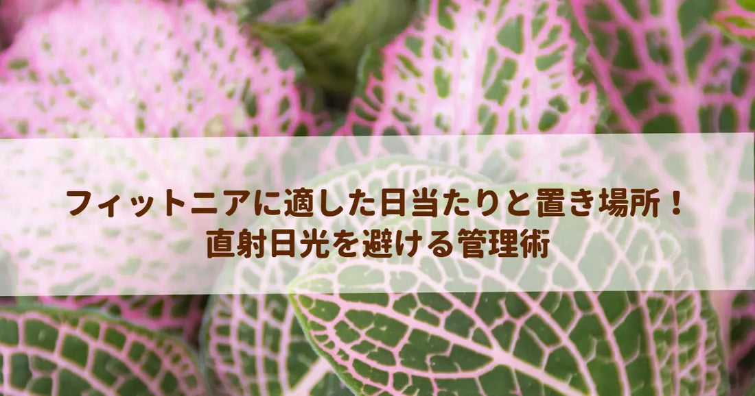 フィットニアに適した日当たりと置き場所！直射日光を避ける管理術