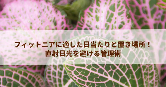 フィットニアに適した日当たりと置き場所！直射日光を避ける管理術