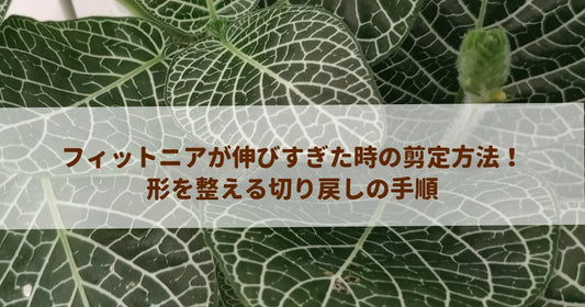 フィットニアが伸びすぎた時の剪定方法！形を整える切り戻しの手順