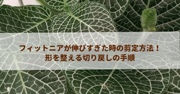 フィットニアが伸びすぎた時の剪定方法！形を整える切り戻しの手順