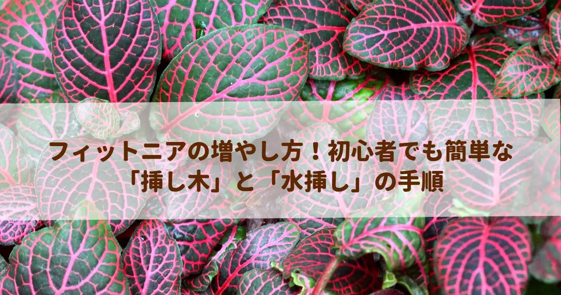 フィットニアの増やし方！初心者でも簡単な「挿し木」と「水挿し」の手順