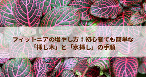 フィットニアの増やし方！初心者でも簡単な「挿し木」と「水挿し」の手順