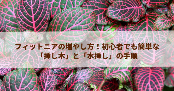 フィットニアの増やし方！初心者でも簡単な「挿し木」と「水挿し」の手順