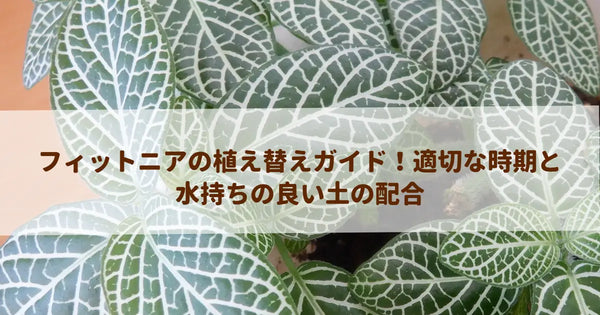 フィットニアの植え替えガイド！適切な時期と水持ちの良い土の配合