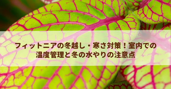 フィットニアの冬越し・寒さ対策！室内での温度管理と冬の水やりの注意点