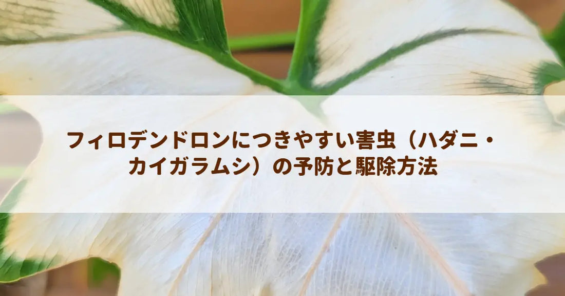 フィロデンドロンにつきやすい害虫（ハダニ・カイガラムシ）の予防と駆除方法