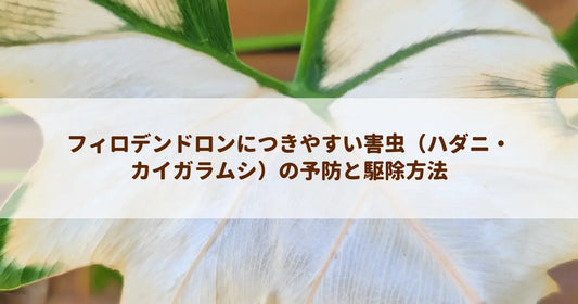 フィロデンドロンにつきやすい害虫（ハダニ・カイガラムシ）の予防と駆除方法