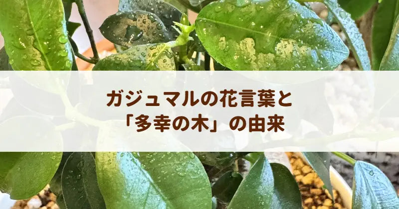 ガジュマルの花言葉と「多幸の木」の由来！キジムナー伝承とギフトガイド