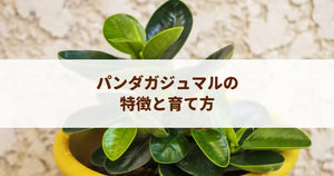 パンダガジュマルの育て方！丸い葉を保つコツと普通種との違い