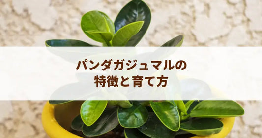 パンダガジュマルの育て方！丸い葉を保つコツと普通種との違い