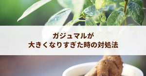 ガジュマルが大きくなりすぎた時の対処法！切り戻し剪定とコンパクト維持術