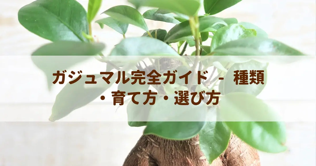 ガジュマル完全ガイド - 種類・育て方・選び方