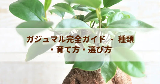 ガジュマル完全ガイド - 種類・育て方・選び方