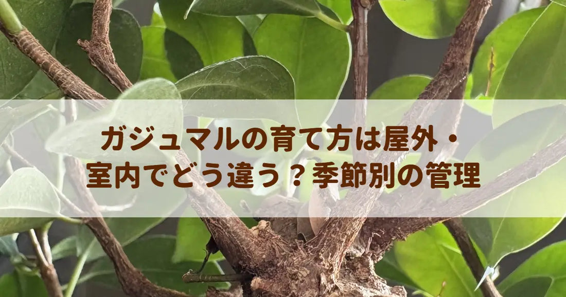 ガジュマルの育て方は屋外・室内でどう違う？季節別の管理
