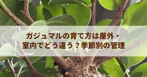 ガジュマルの育て方は屋外・室内でどう違う？季節別の管理