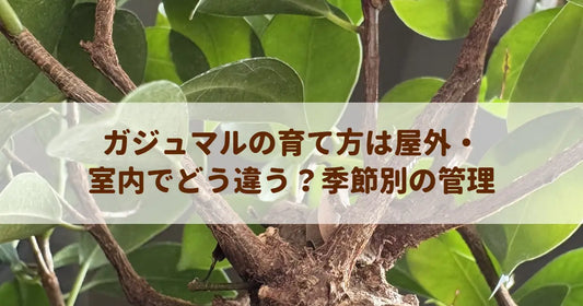 ガジュマルの育て方は屋外・室内でどう違う？季節別の管理