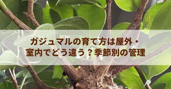 ガジュマルの育て方は屋外・室内でどう違う？季節別の管理