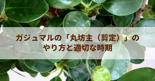 ガジュマルの「丸坊主（剪定）」のやり方と適切な時期