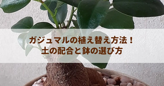 ガジュマルの植え替え方法！土の配合と鉢の選び方