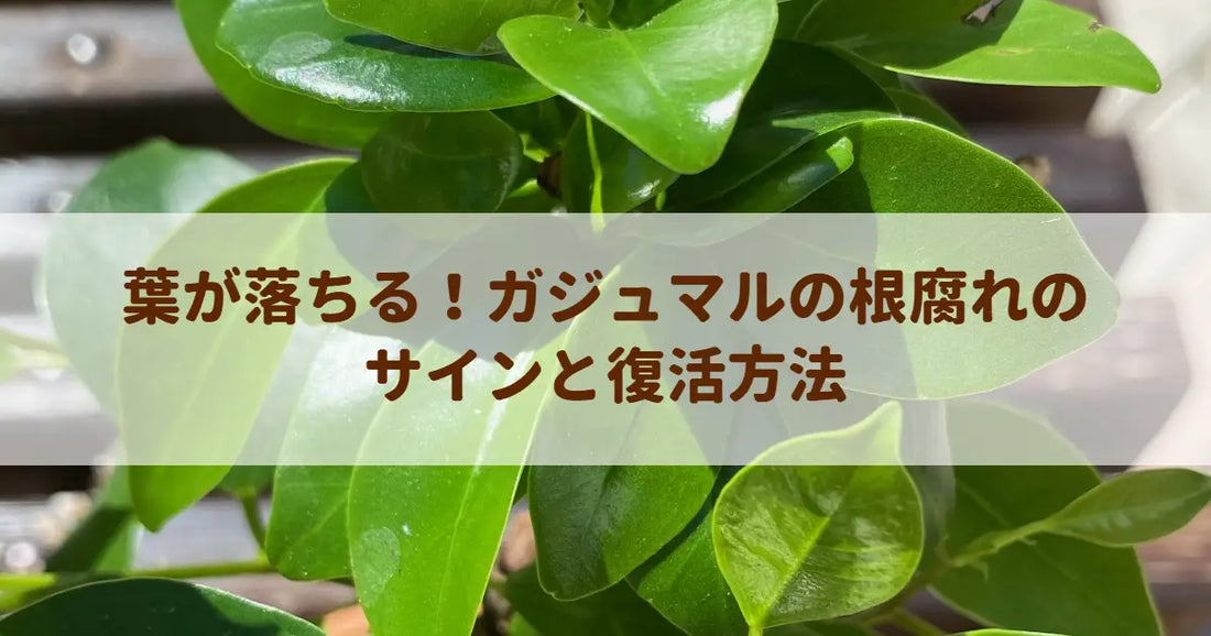 葉が落ちる！ガジュマルの根腐れのサインと復活方法