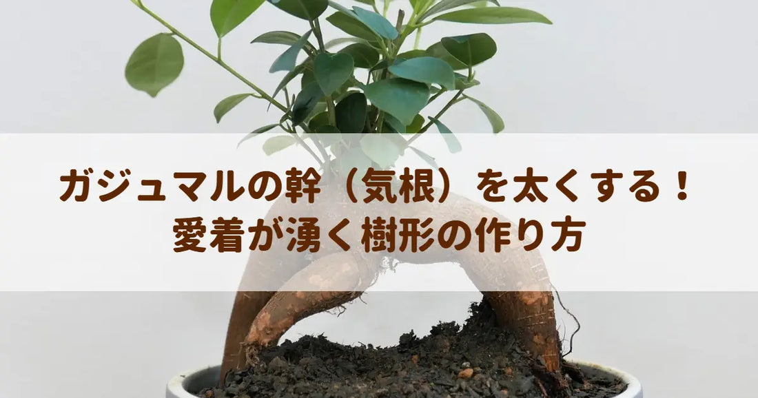 ガジュマルの幹（気根）を太くする！愛着が湧く樹形の作り方