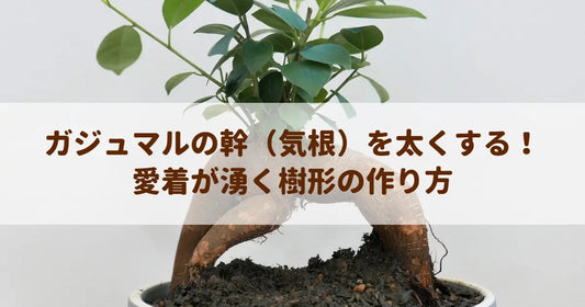 ガジュマルの幹（気根）を太くする！愛着が湧く樹形の作り方
