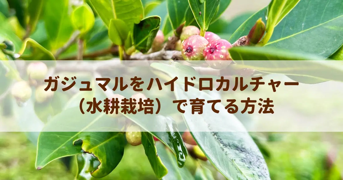 ガジュマルをハイドロカルチャー（水耕栽培）で育てる方法