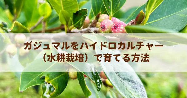 ガジュマルをハイドロカルチャー（水耕栽培）で育てる方法