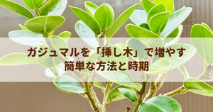ガジュマルを「挿し木」で増やす簡単な方法と時期