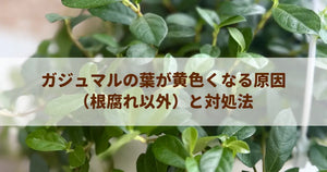 ガジュマルの葉が黄色くなる原因（根腐れ以外）と対処法