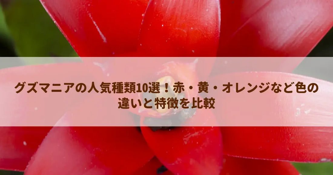 グズマニアの人気種類10選！赤・黄・オレンジなど色の違いと特徴を比較