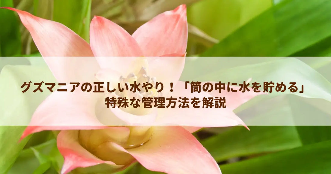 グズマニアの正しい水やり！「筒の中に水を貯める」特殊な管理方法を解説
