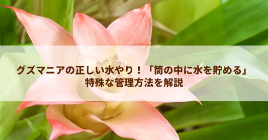 グズマニアの正しい水やり！「筒の中に水を貯める」特殊な管理方法を解説